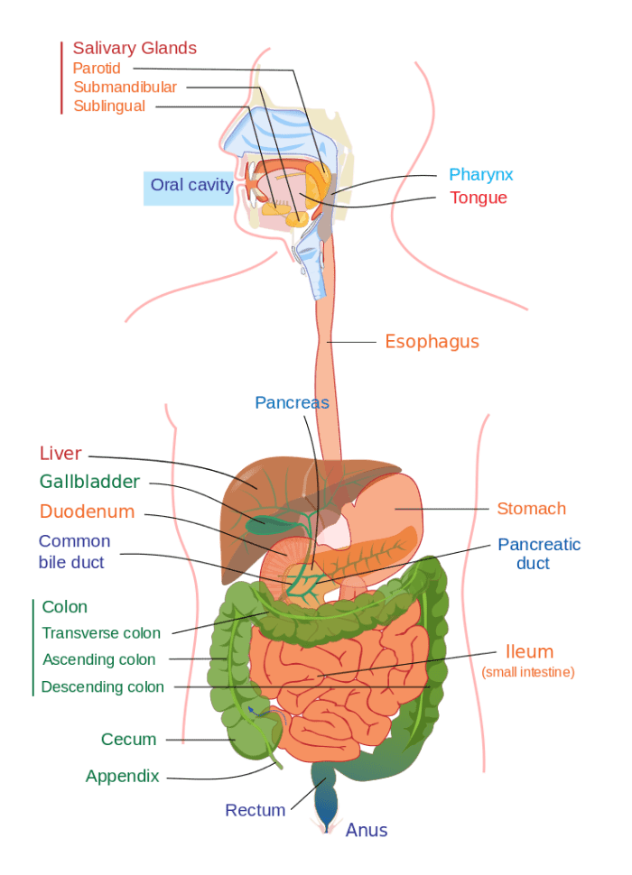 Breathing Through the Lungs and the Intestine in Mammals - Owlcation