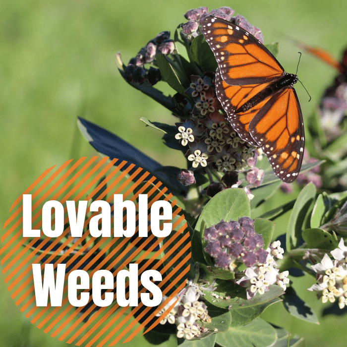 Some weeds are more useful than annoying. They are easy to grow and can add visual appeal while attracting pollinators to your yard.