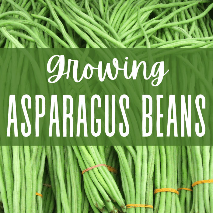 How to Plant Asparagus Beans From Seed to Harvest Dengarden