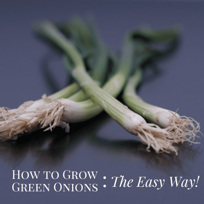 The Easy Way to Grow Green Onions Dengarden