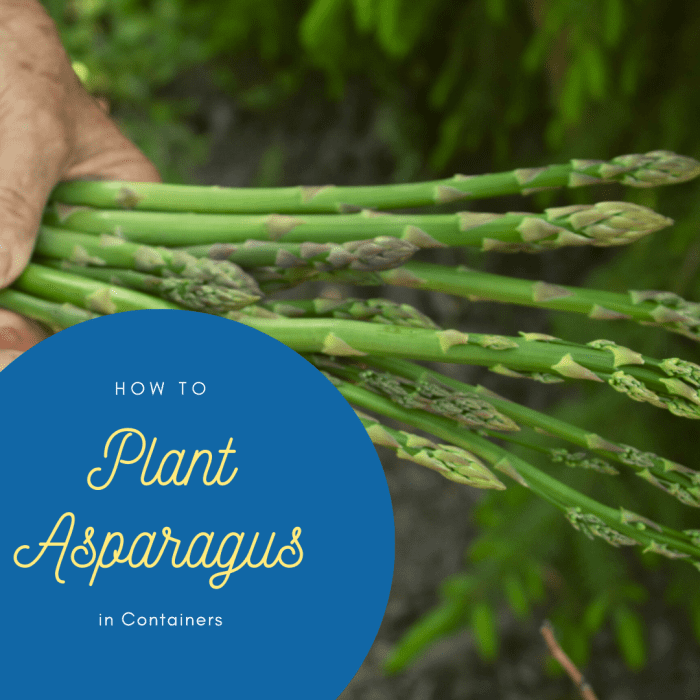 How to Plant TwoYearOld Asparagus Crowns in Containers Dengarden