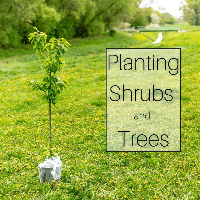 How to Plant a Tree (or Shrub) in 9 Easy Steps - Dengarden