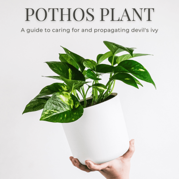 This guide will break down what you need to know to care for and propagate pothos plant, also known as devil's ivy.