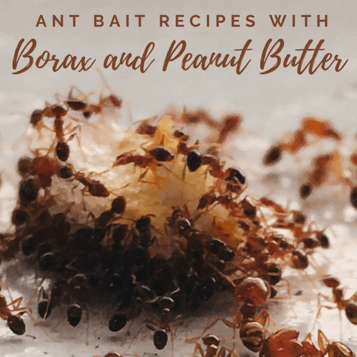 Want to get rid of ants? Use borax and peanut butter to give them something to bring back to the nest!