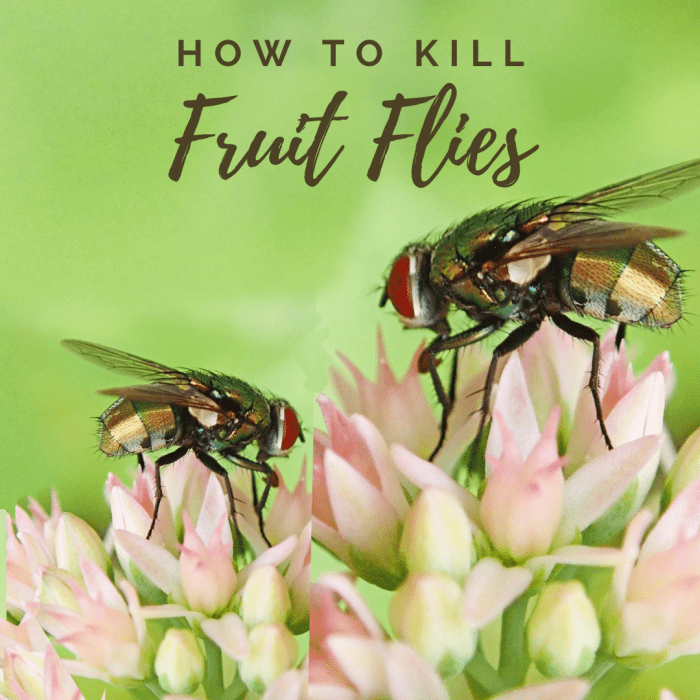 A Simple, Cheap, and Effective Way to Kill Fruit Flies Dengarden