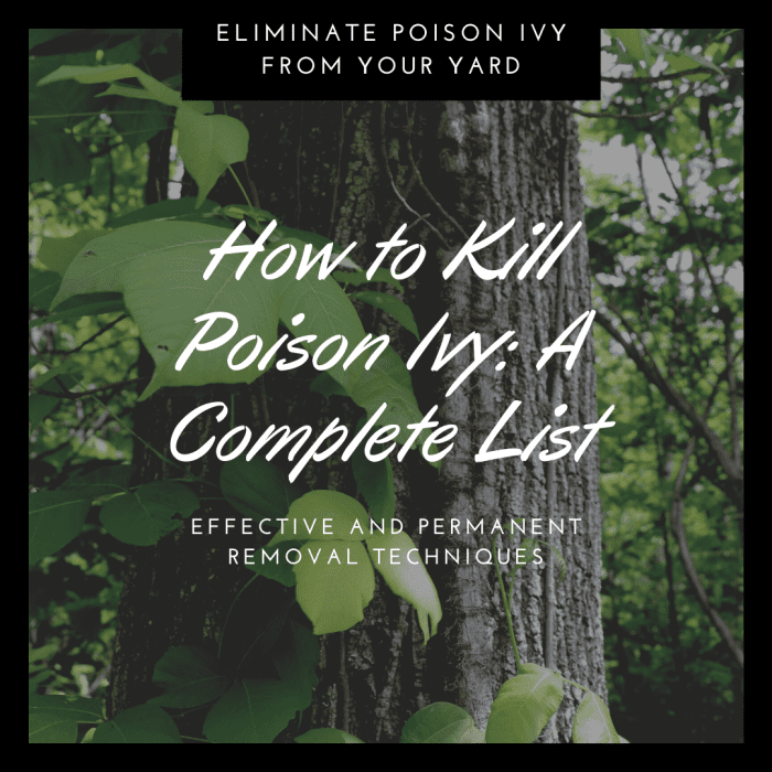 Struggling to get rid of the poison ivy in your yard? From manual methods to herbicides, here are my top tips for killing this pesky plant.