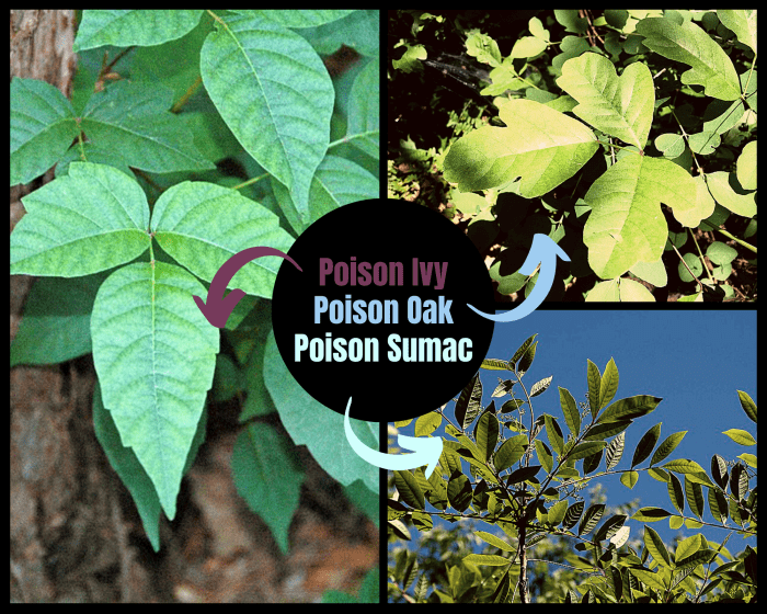 How to Kill Poison Ivy: A Complete List of Methods and Tips - Dengarden