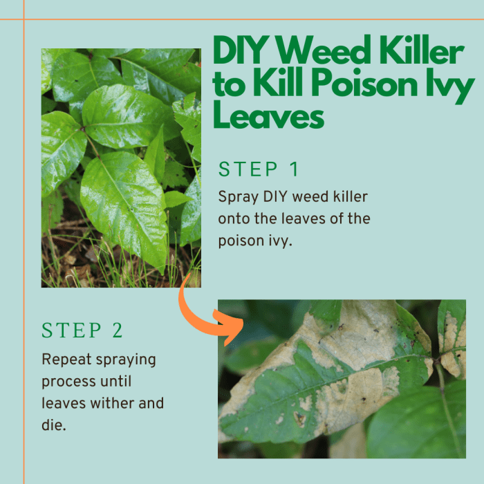 How To Kill Poison Ivy: A Complete List Of Methods And Tips - Dengarden