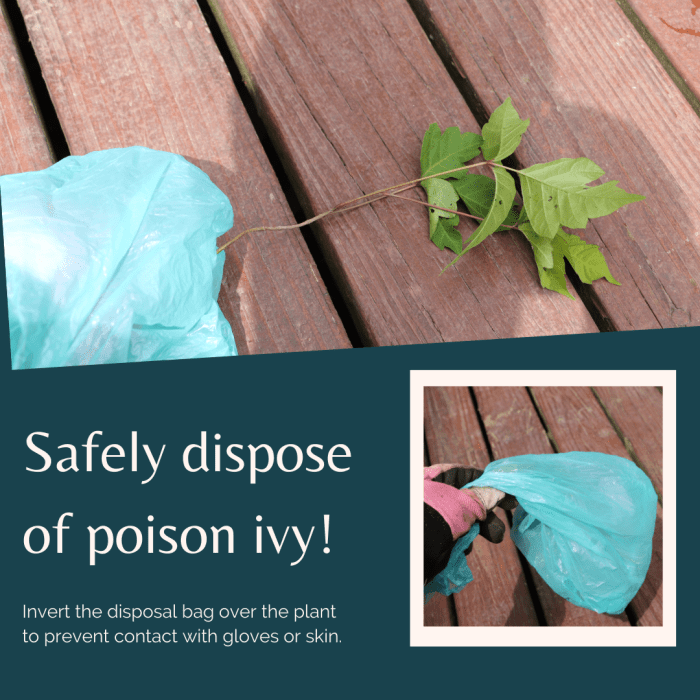 Grasp the plant with a plastic garbage bag and turn the bag inside-out to prevent any contact of the vine with exposed skin or gloves.