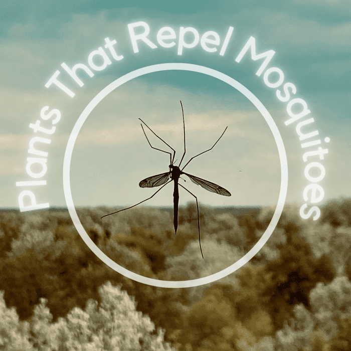 Incorporate these plants into your yard to keep mosquitoes away.