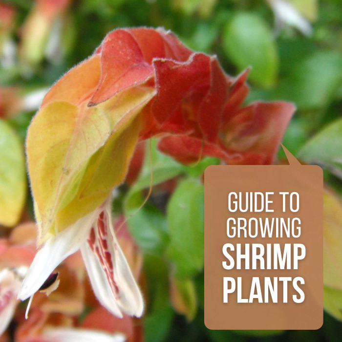 How to Grow and Care for Shrimp Plants (Beloperone Guttata) Dengarden