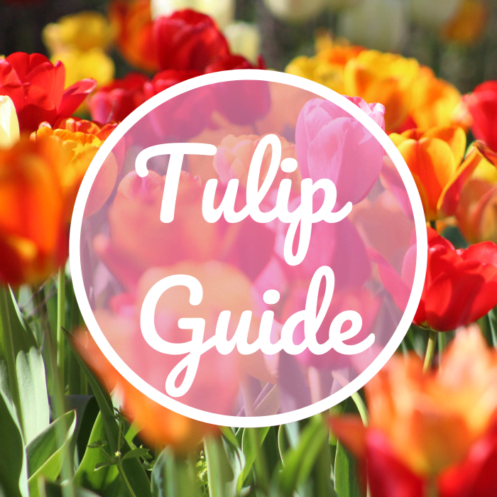 This tulip guide teaches you about flowering times and the best perennial bulbs.