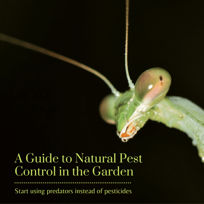 This guide will provide some options for you to take care of pests in your garden without resorting to harmful pesticides.