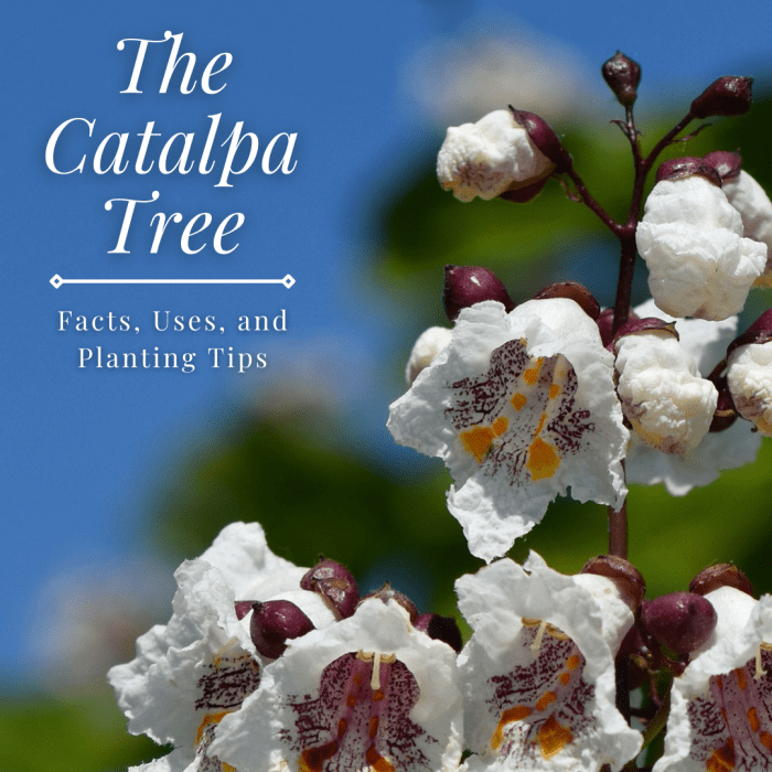 This guide will provide you with plenty of information about the catalpa tree, including growing tips and uses.