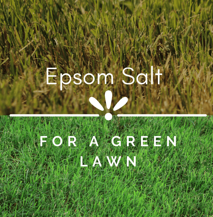 What Can Epsom Salts Do for Your Plants? Dengarden