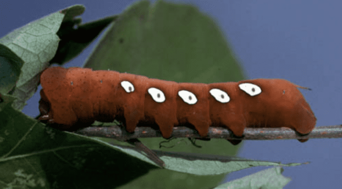 brown-caterpillar-identification