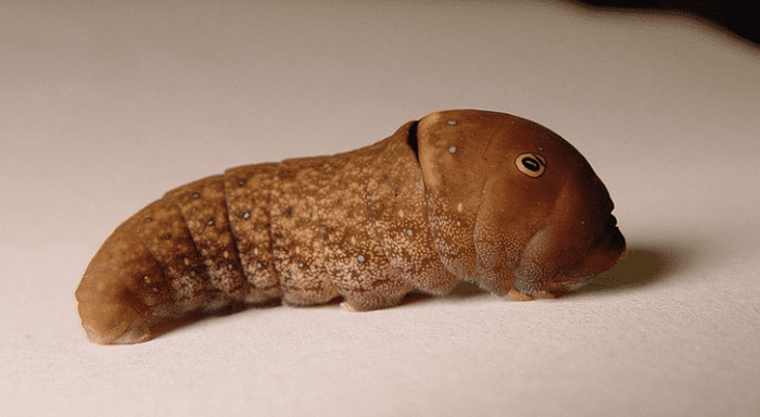 brown-caterpillar-identification