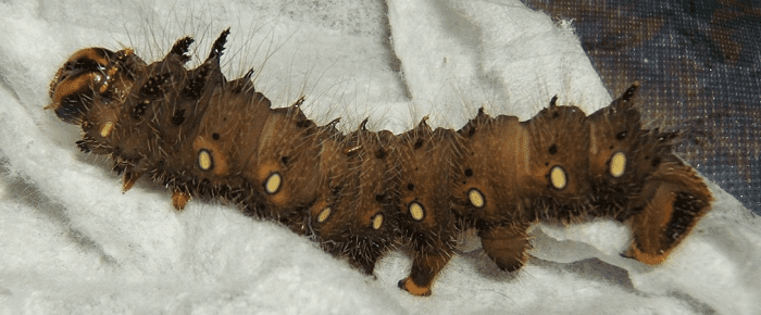 brown-caterpillar-identification