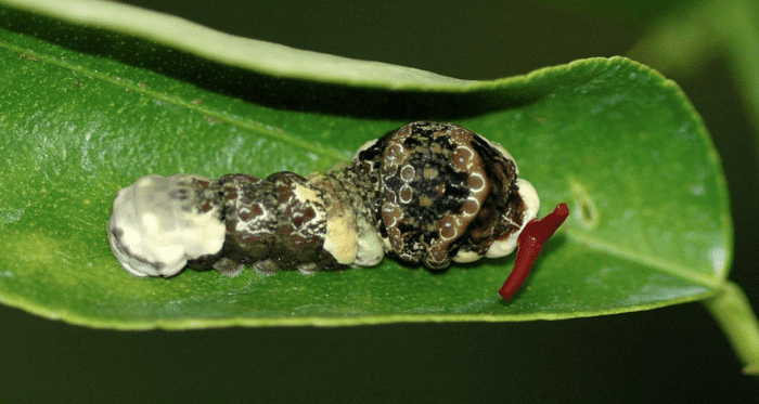 brown-caterpillar-identification