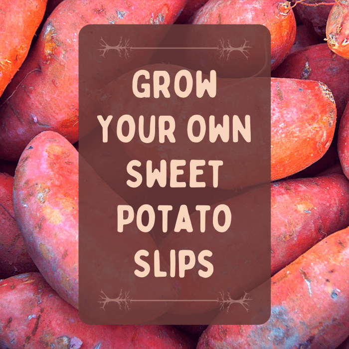 how-to-start-and-grow-your-own-sweet-potato-slips-dengarden