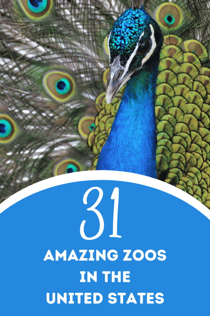 31 Best Zoos to Visit in the United States (2023)