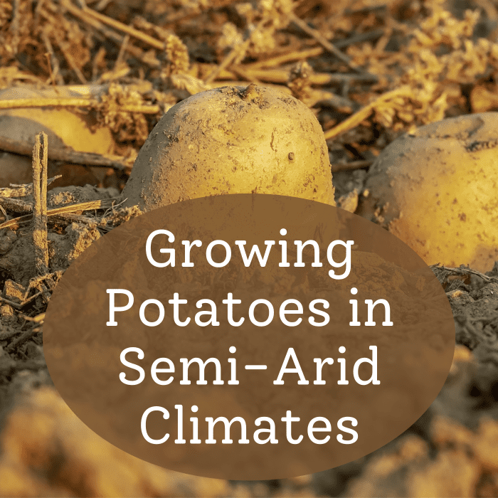 How to Grow Potatoes in the Desert Dengarden