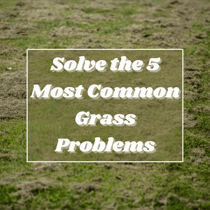 How To Revive Your Grass: 5 Common Problems And Solutions - Dengarden