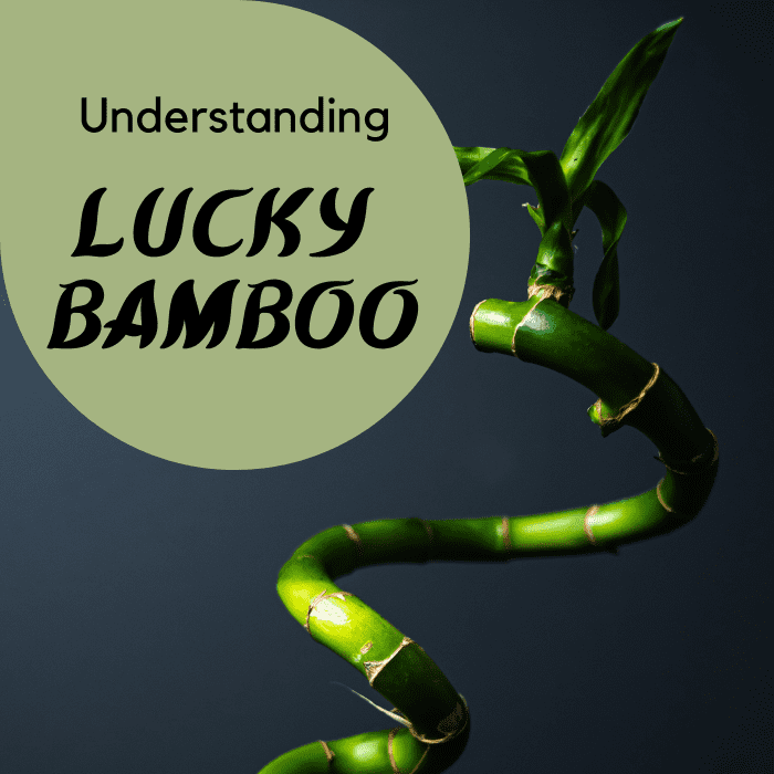 Understanding lucky bamboo.