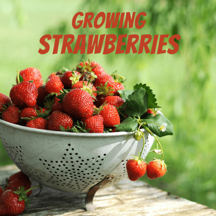 how-long-does-it-take-to-grow-strawberries-dengarden