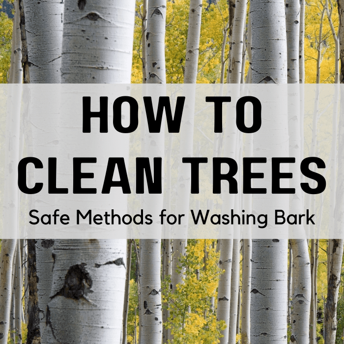 How to Clean Tree Bark and Wash Trees Safely Dengarden