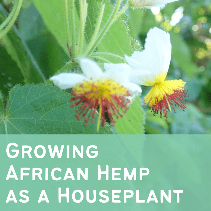 African hemp is a fast-growing houseplant with interesting, colorful blooms. Learn more about growing it in a pot.