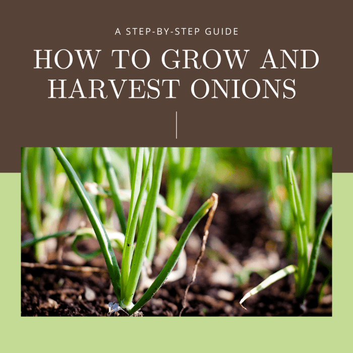 This guide will break down step-by-step the process of cultivating and harvesting green onions.