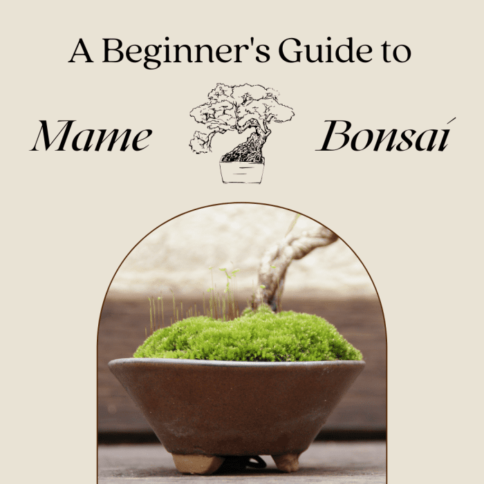 This guide will provide you with information for getting your first mame bonsai (miniature bonsai) started and help you keep it going healthy and strong.