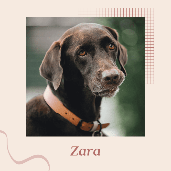 Зара - отличное имя для собаки! 