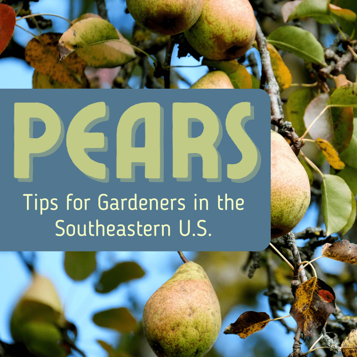 Pears can be tricky to grow. Get advice on soil requirements, pruning, training, pollination, and more.
