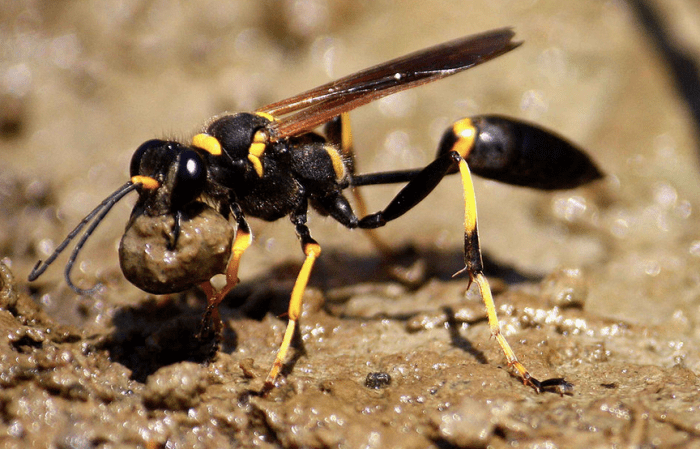 A mud dauber, daubing mud