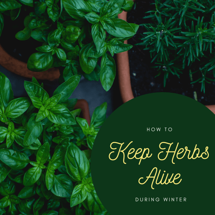 How to Make Your Herbs Last Through the Winter Dengarden