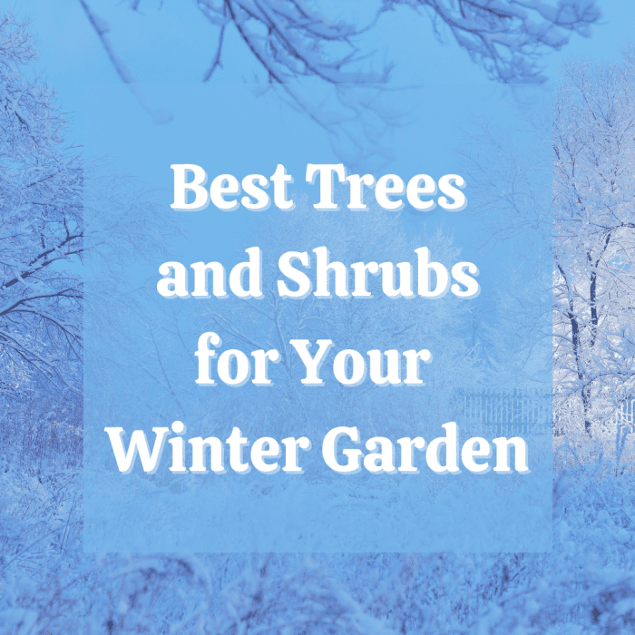 Discover 13 amazing shrubs and trees to plant in your garden to ensure color and beauty even in winter months