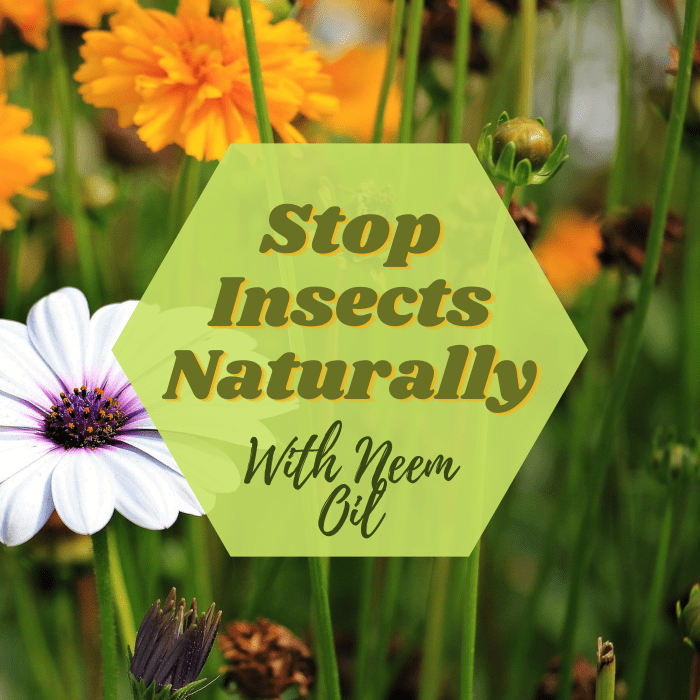 Get rid of your insect problem with a natural insecticide like neem oil.