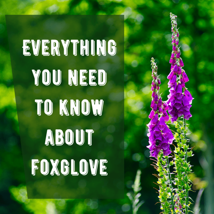This article provides an overview of the foxglove plant, including tips for growing and garden applications