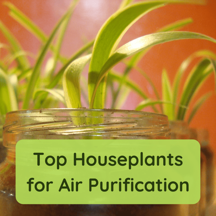 The spider plant can help clean your indoor air. Learn more about this and other great air-purifying houseplants.