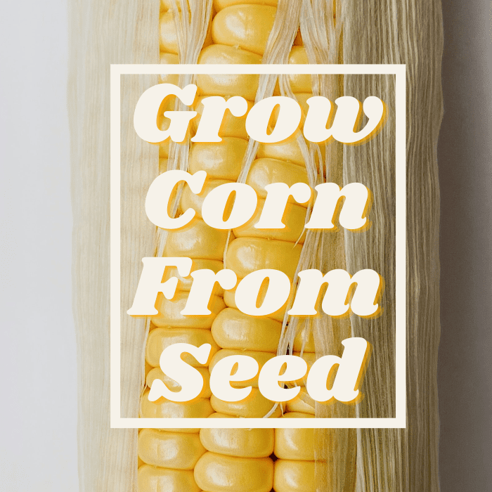 Learn how to grow corn from seed in your own backyard.