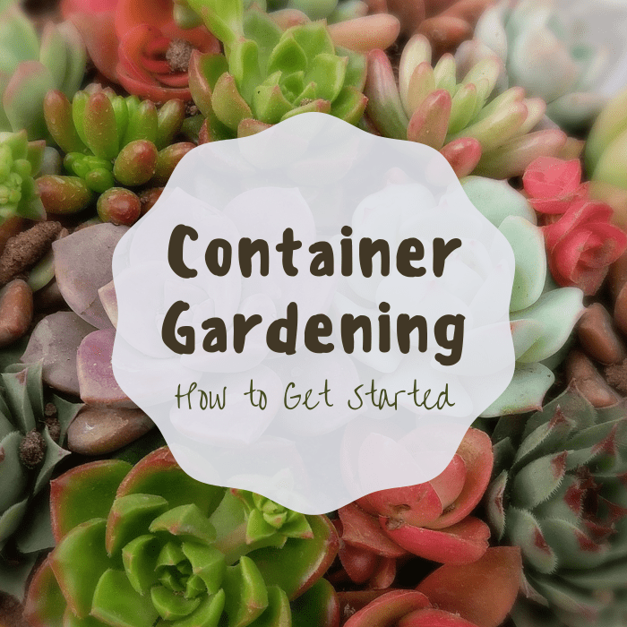 Learn how to choose the right container and soil for your garden, ensure it has adequate drainage, and water it correctly.
