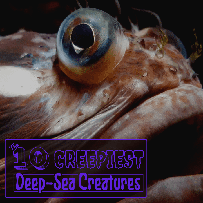 The deepest parts of the earth's oceans are some of the least explored and most alien landscapes on the planet.