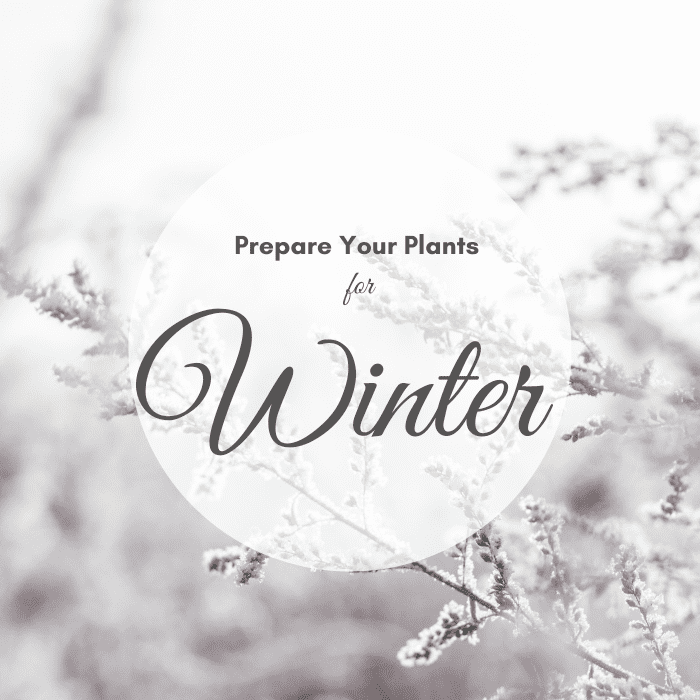 10 Tips on How to Prepare Plants for Winter Indoors - Dengarden