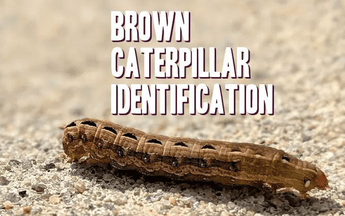 Caterpillar Identification Guide: Find Your Caterpillar With Photos and ...