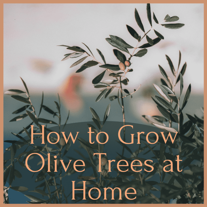 Growing Olive Trees in Pots and Containers Dengarden