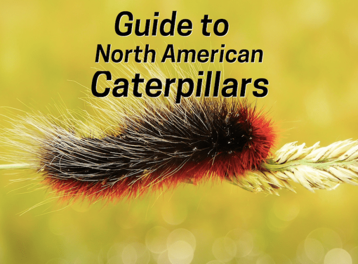 North American Caterpillar Identification - Owlcation