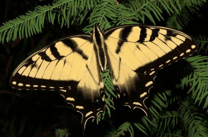 The gorgeous tiger swallowtail butterfly