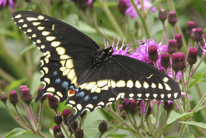 The Black Swallowtail